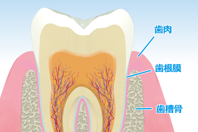 歯周病の発生要因